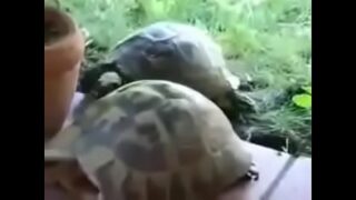 Polnareff Turtle